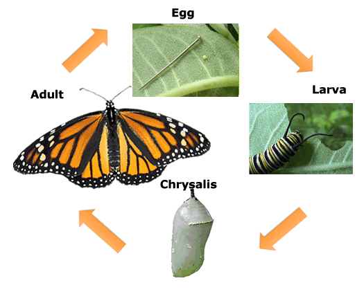 The Life Cycle of a Monarch Butterfly starting with eggs being laid, becouming a larva, larva becomes a chrysalis, the metamorphosis, and finally a new butterfly emerges from the chrysalis.