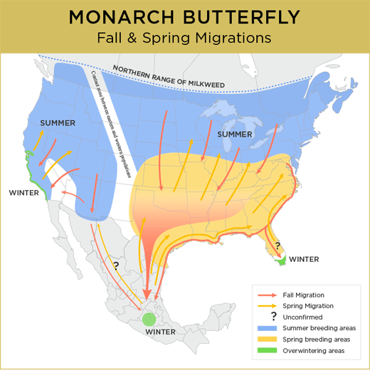 A map of the Monarch butterfly's migrations.