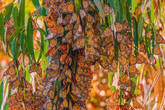 A branch of monarch butterfly