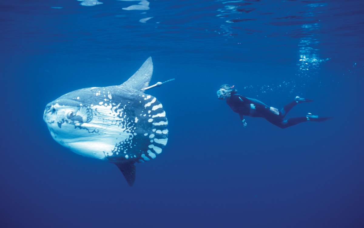 The Ocean Sunfish