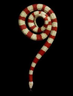 snakepic