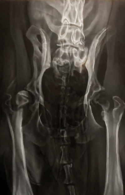 X-Ray artwork of a dogs legs & pelvis.