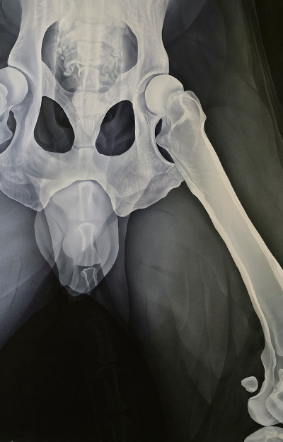 X-Ray artwork of the human pelvis.