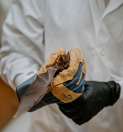 a WSU Vancouver scientist holding a bat