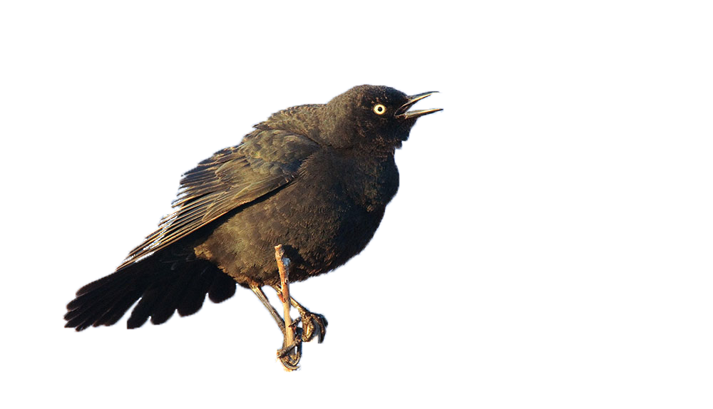 a single blackbird