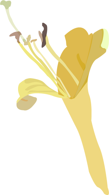 A honeysuckle