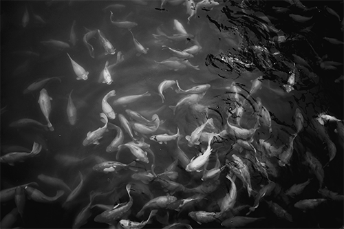 pond full of koi fish