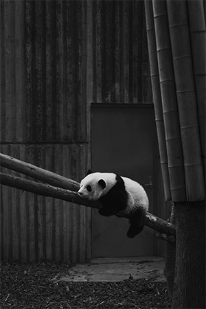 black and white phone of panda laying on branch