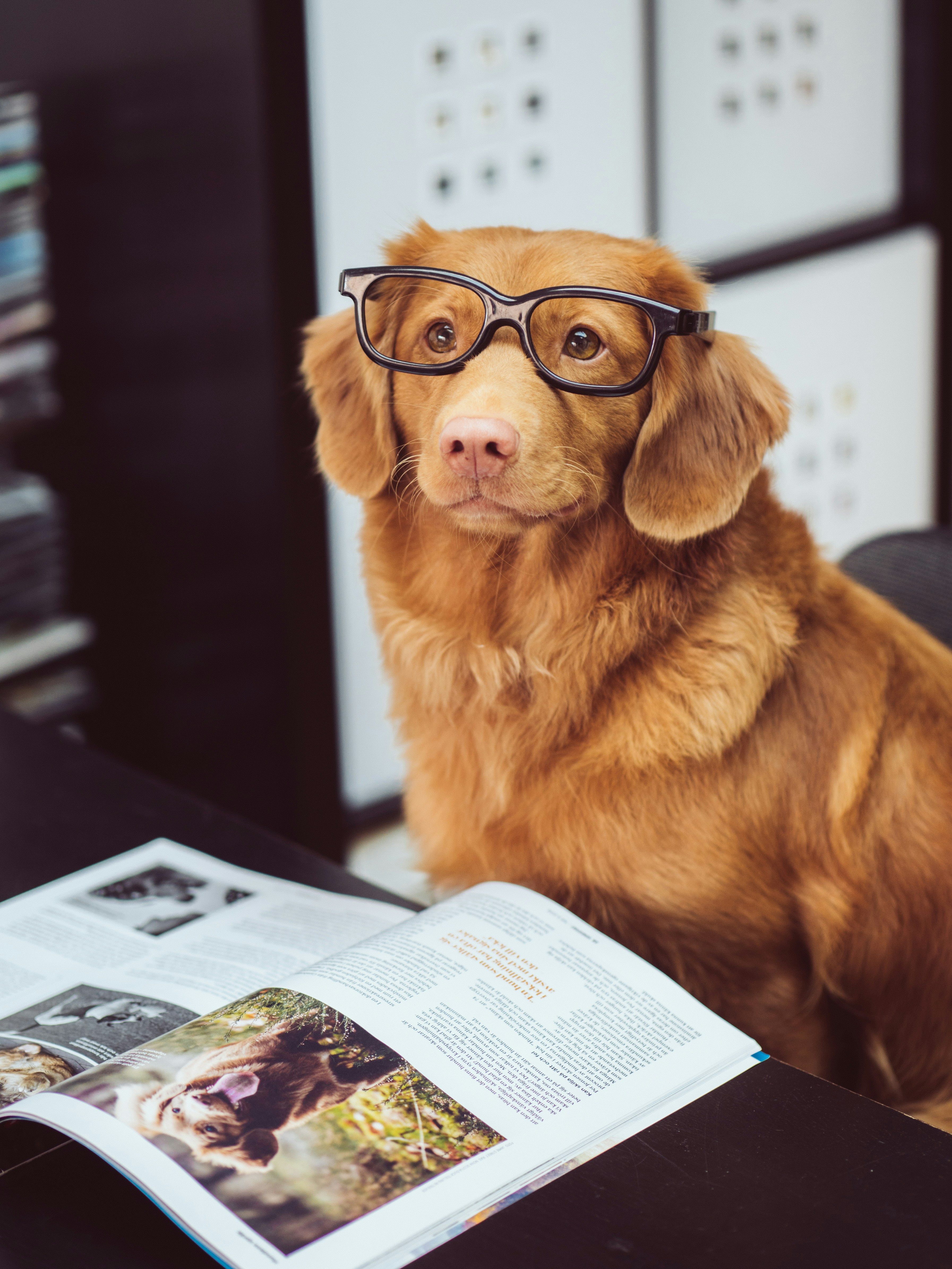 dog in glasses