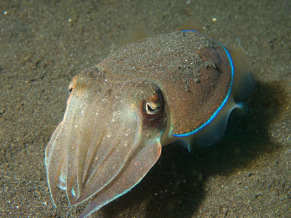 A Cuttlefish