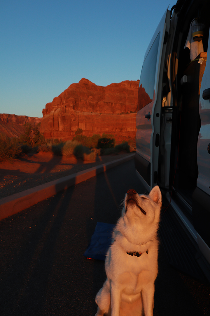 A white pup basking in the morning sunrise at Arches.