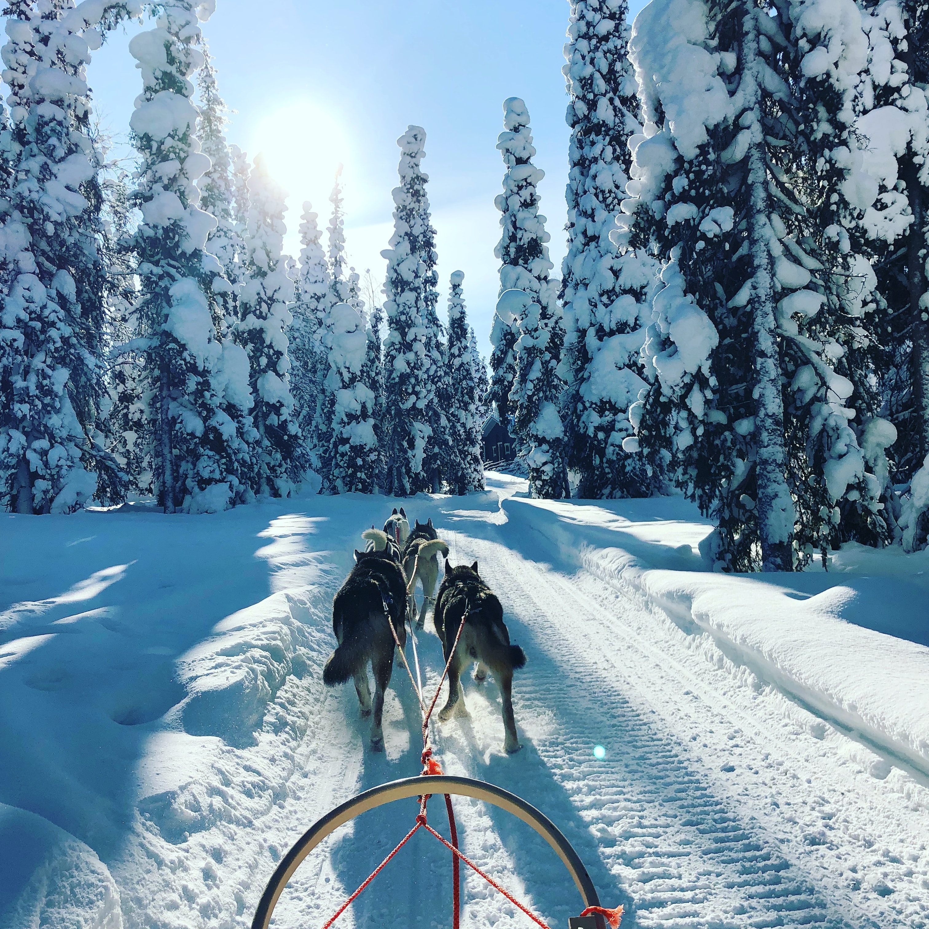 An image of a pack of huskies pulling a sled.