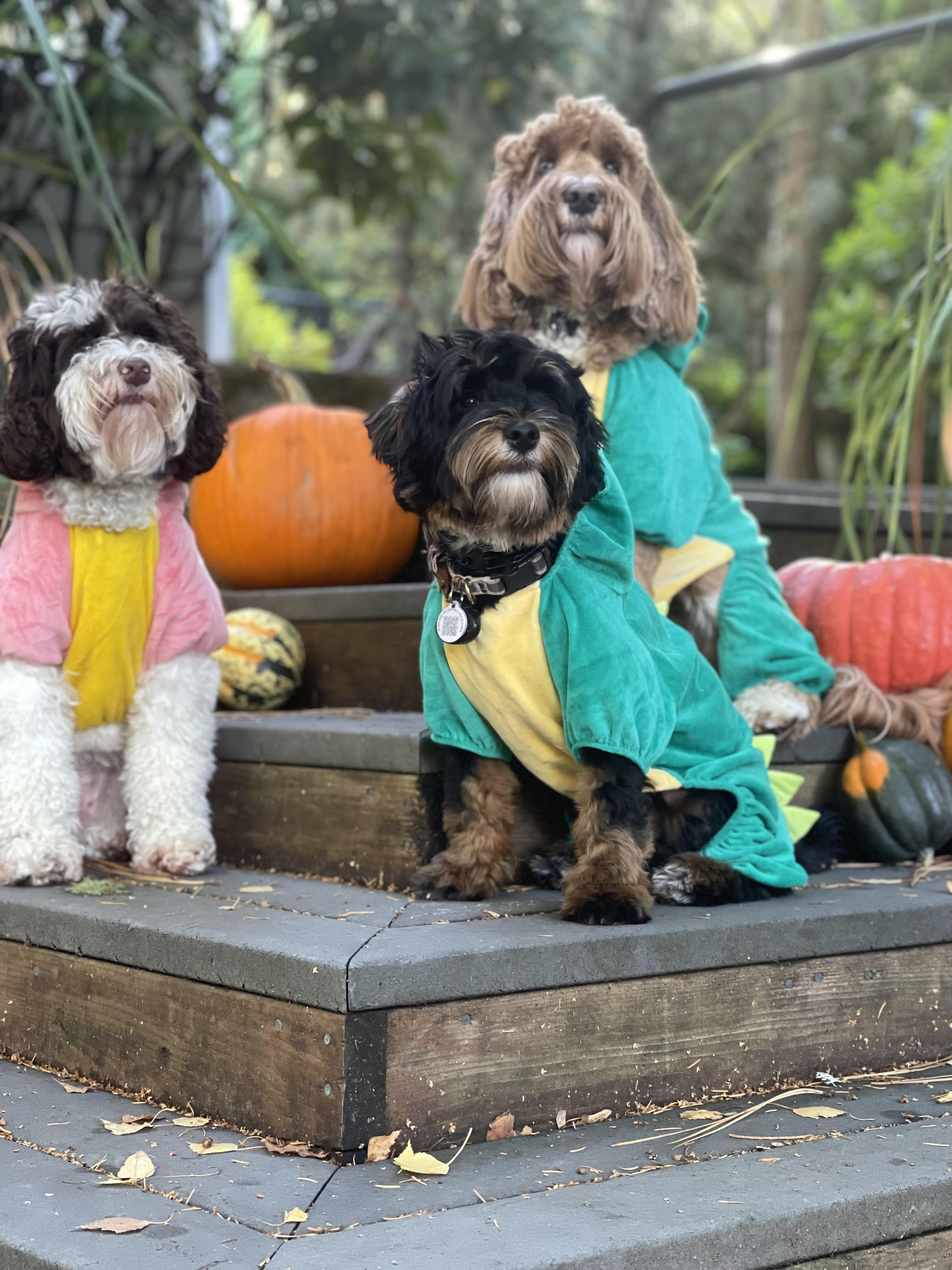 an image of three dogs in dinosaur costumes sitting in front of pumpkins