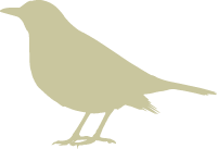 blackbird
