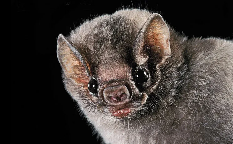 batportrait