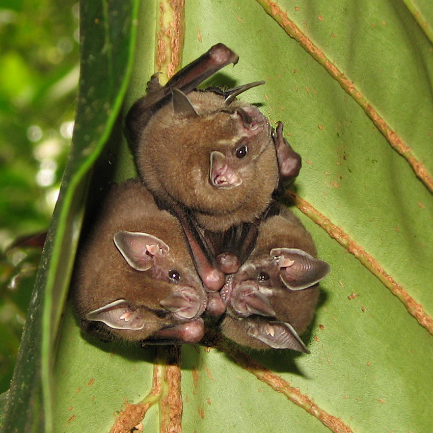 Grouping of fruitbats