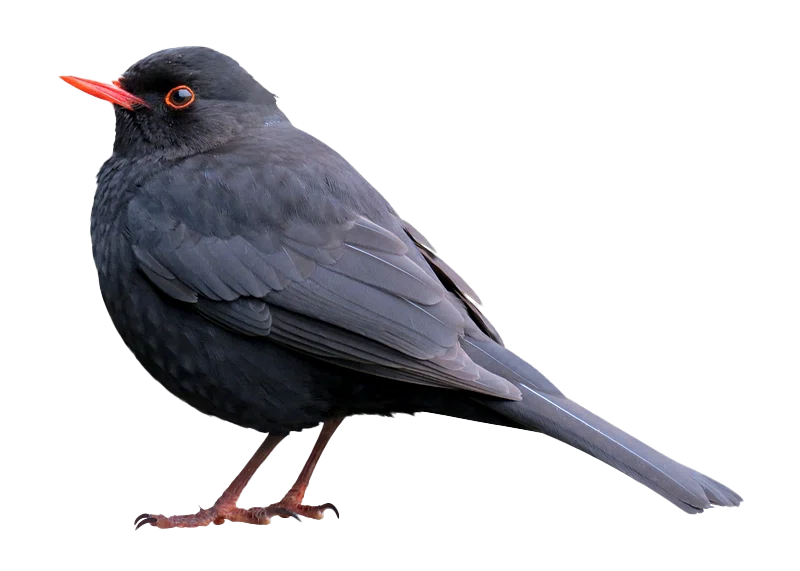 A Blackbird