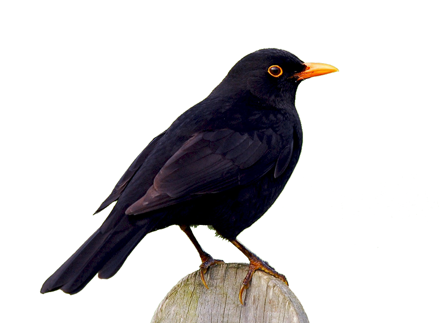 A Black Bird Picture