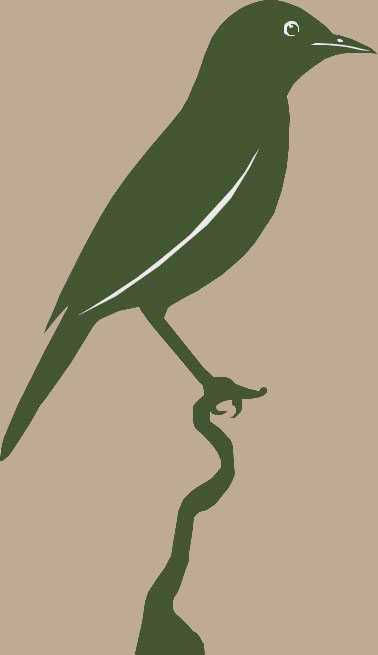 Black bird