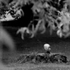 thumbnail image of work