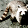 thumbnail image of work