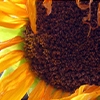 thumbnail image of work
