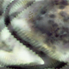 thumbnail image of work