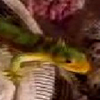 thumbnail image of work
