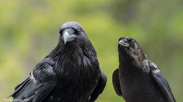 crow_vs_raven