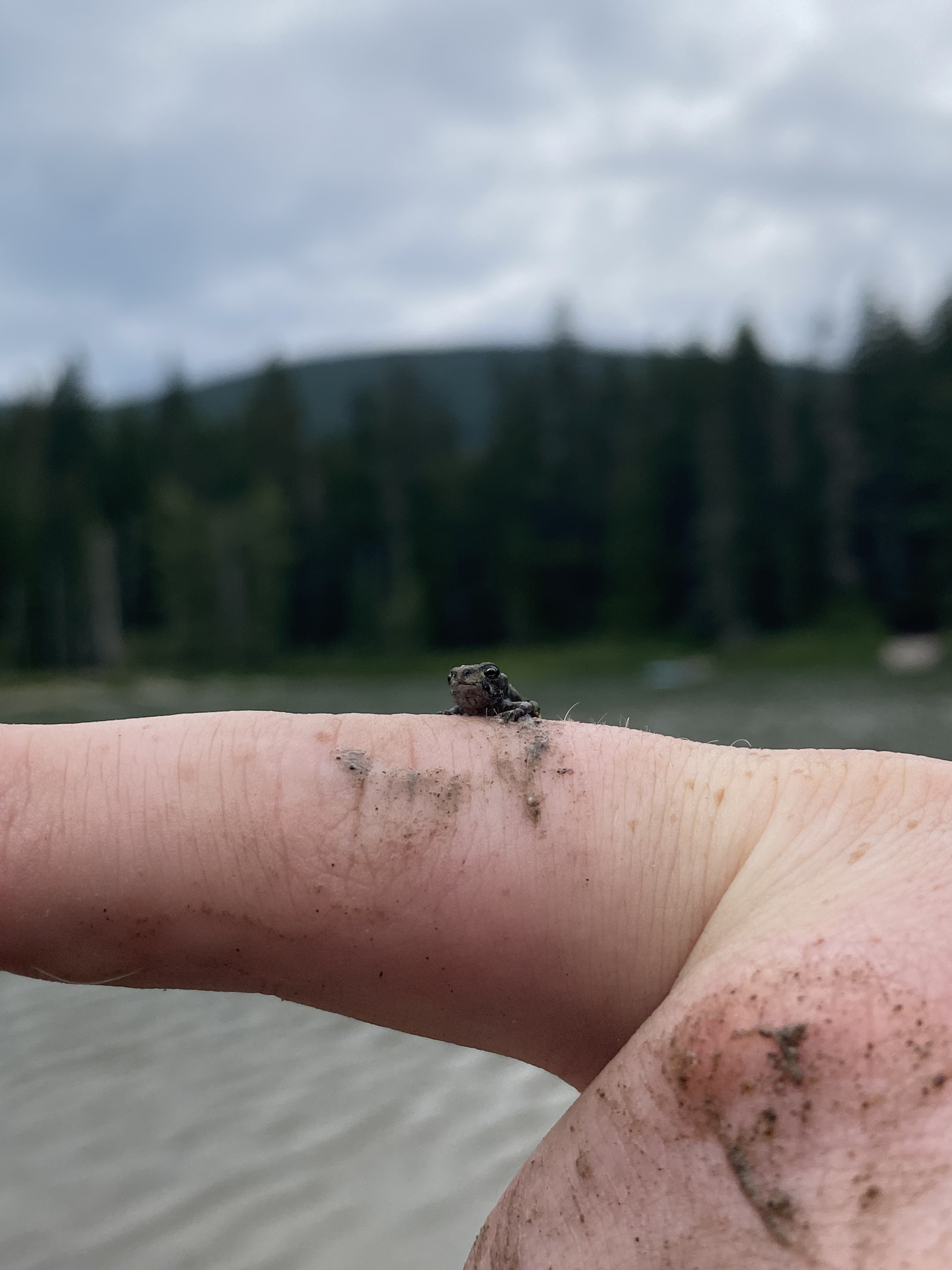 A VERY small frog on a finger with a lake and trees in the background