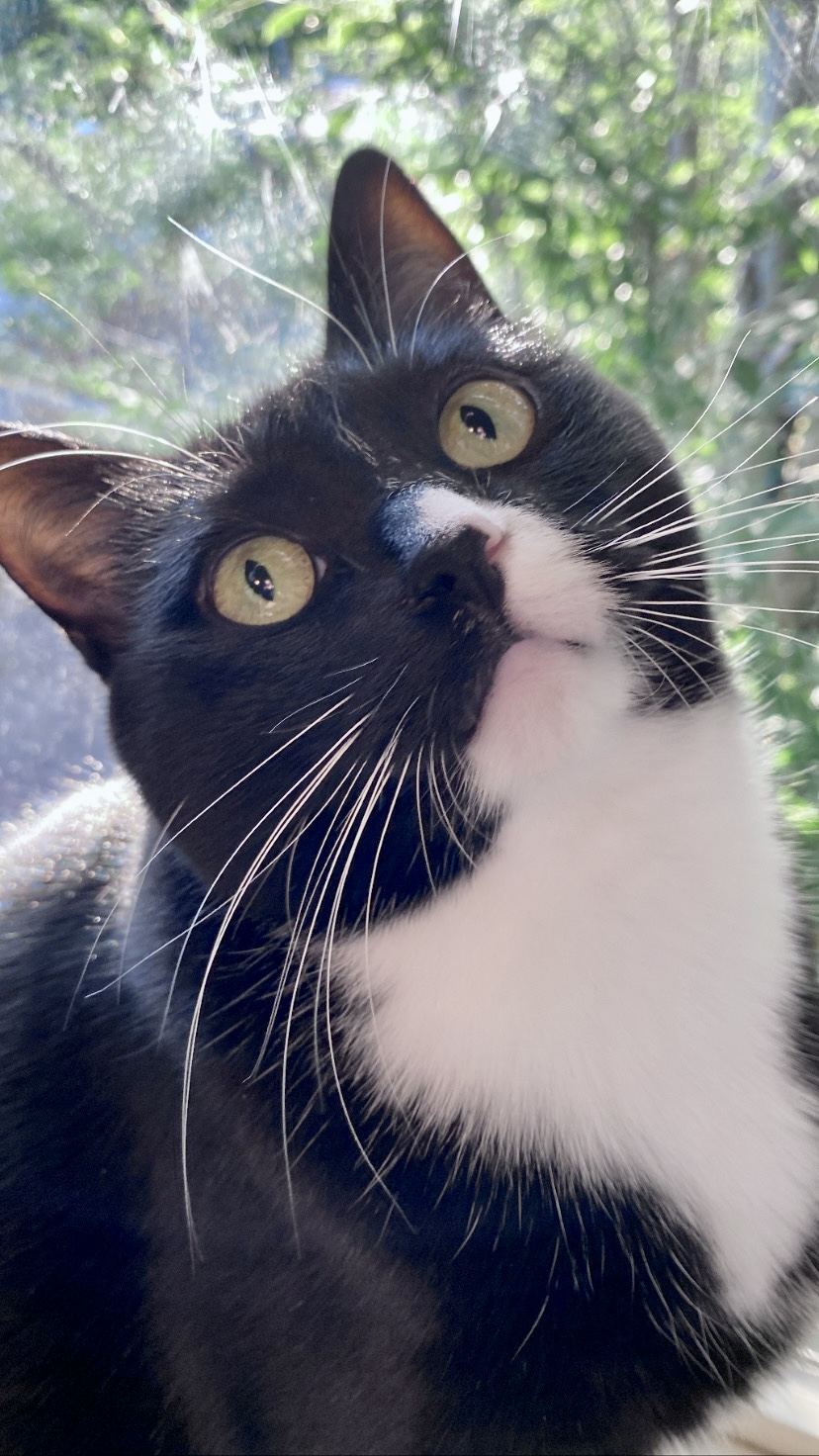A black and white cat looking blankly at the camera