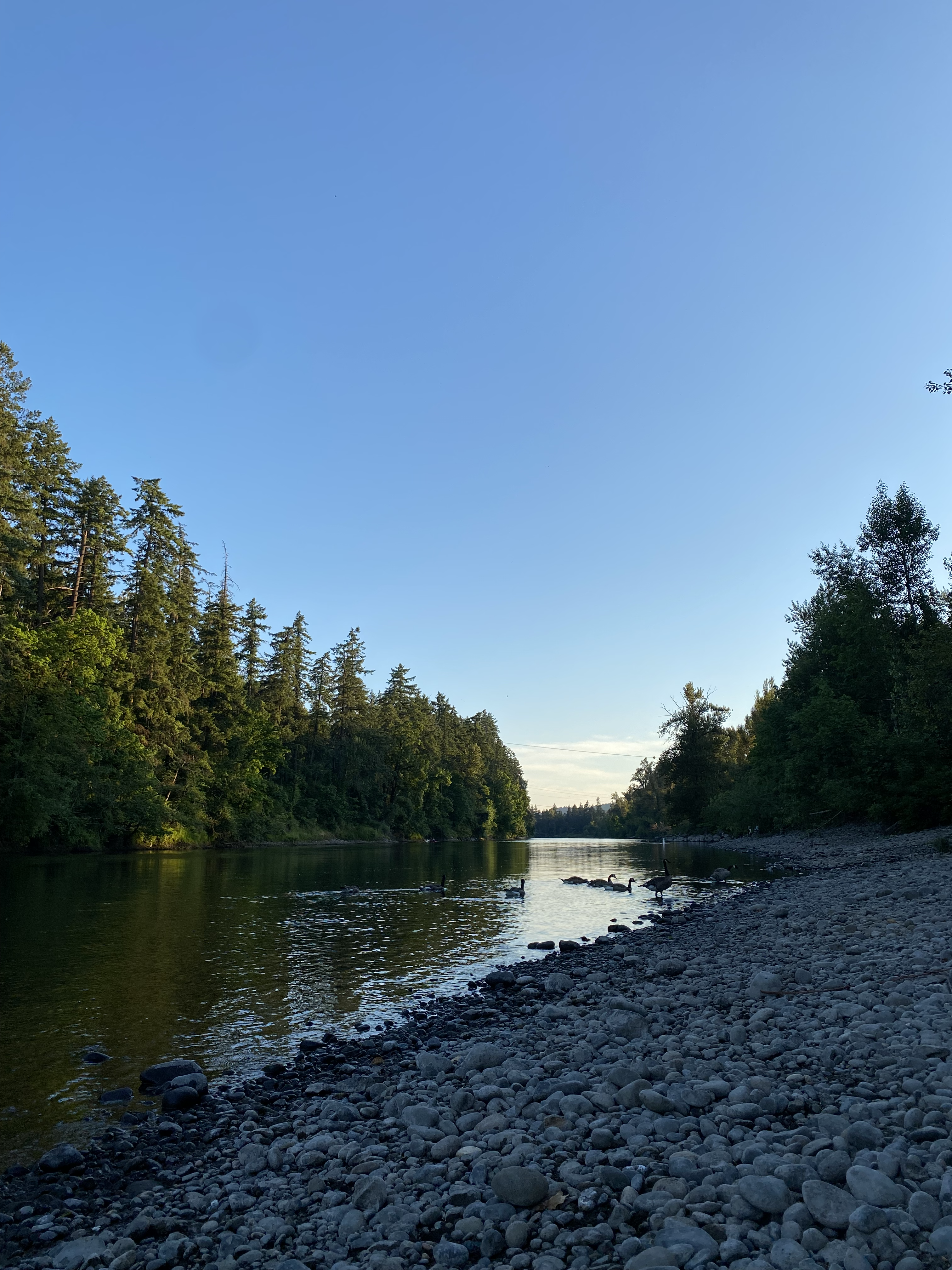 A tree-lined river with a blue sky with a rock beach. There are geese in the water approaching the beach