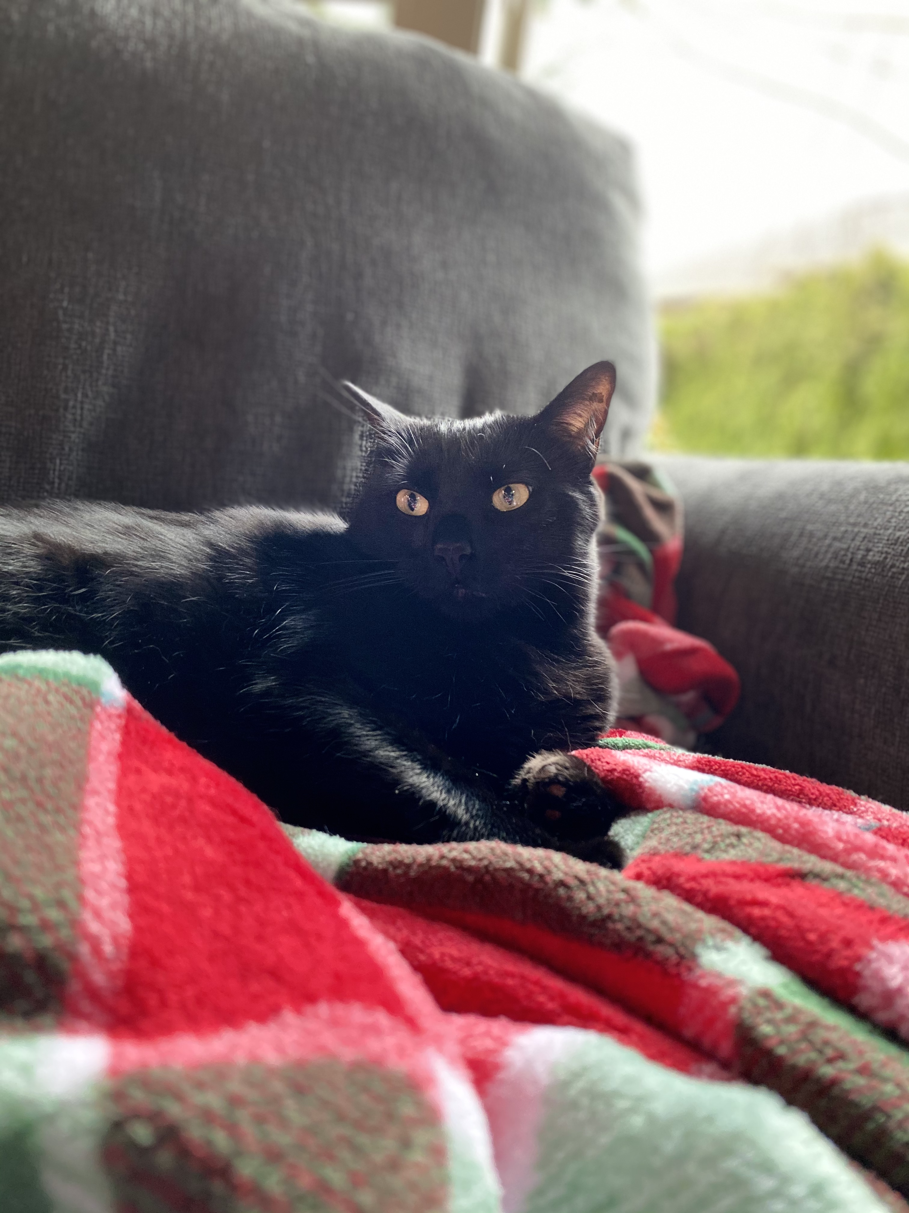 A black cat sitting on a chair with a blanket