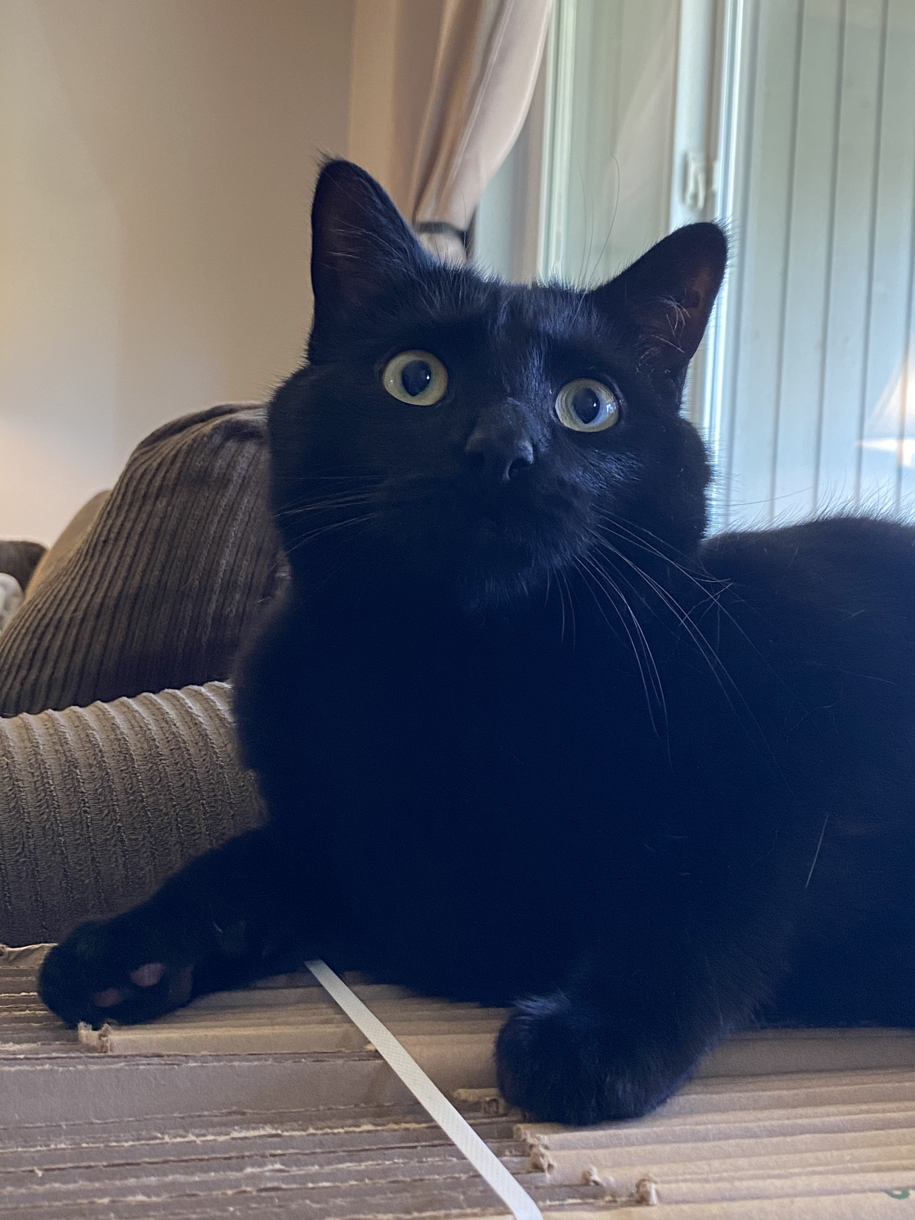 A black cat laying and looking above the camera with big eyes