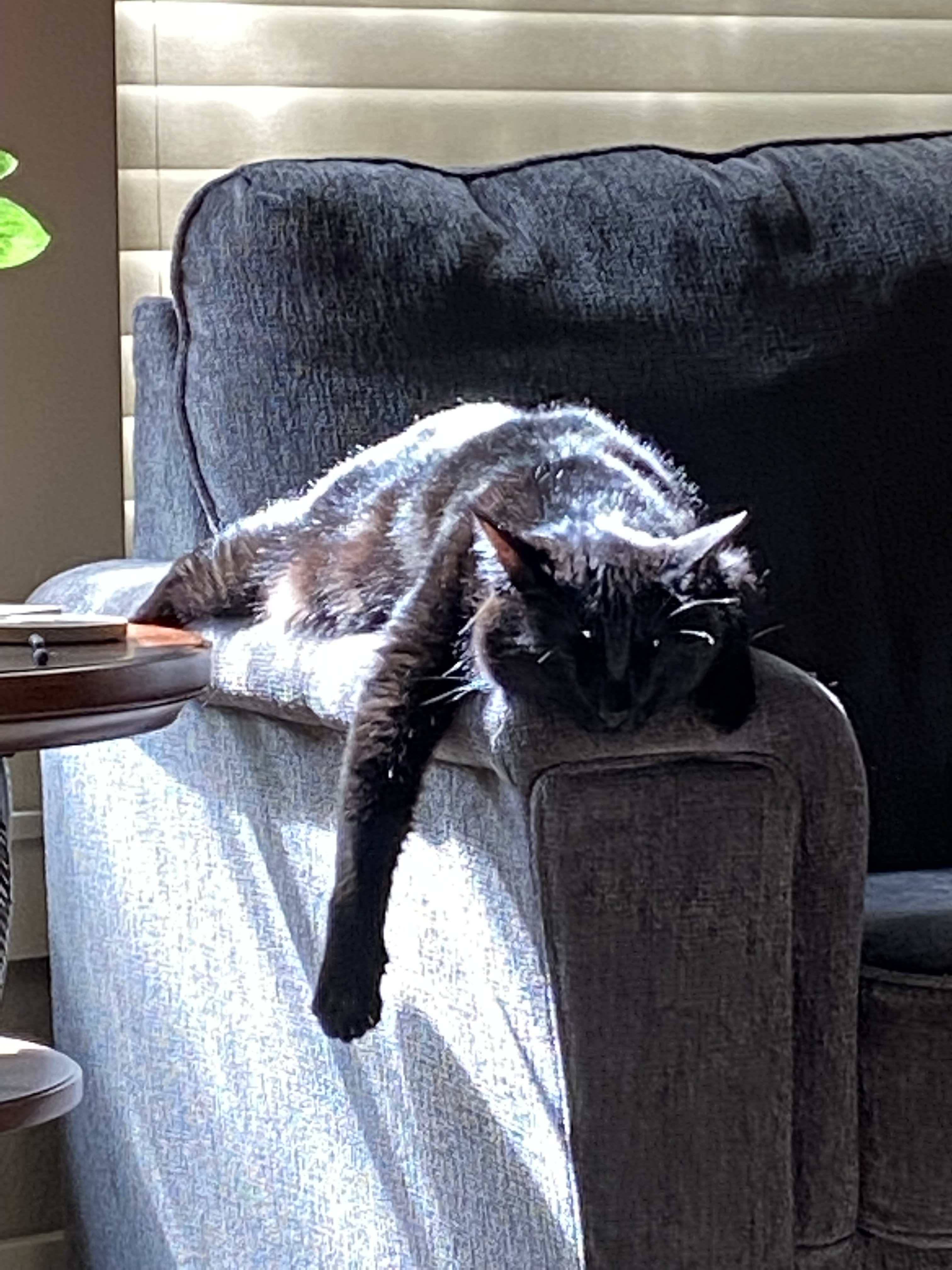 A black cat sleeping on the arm of a chair
