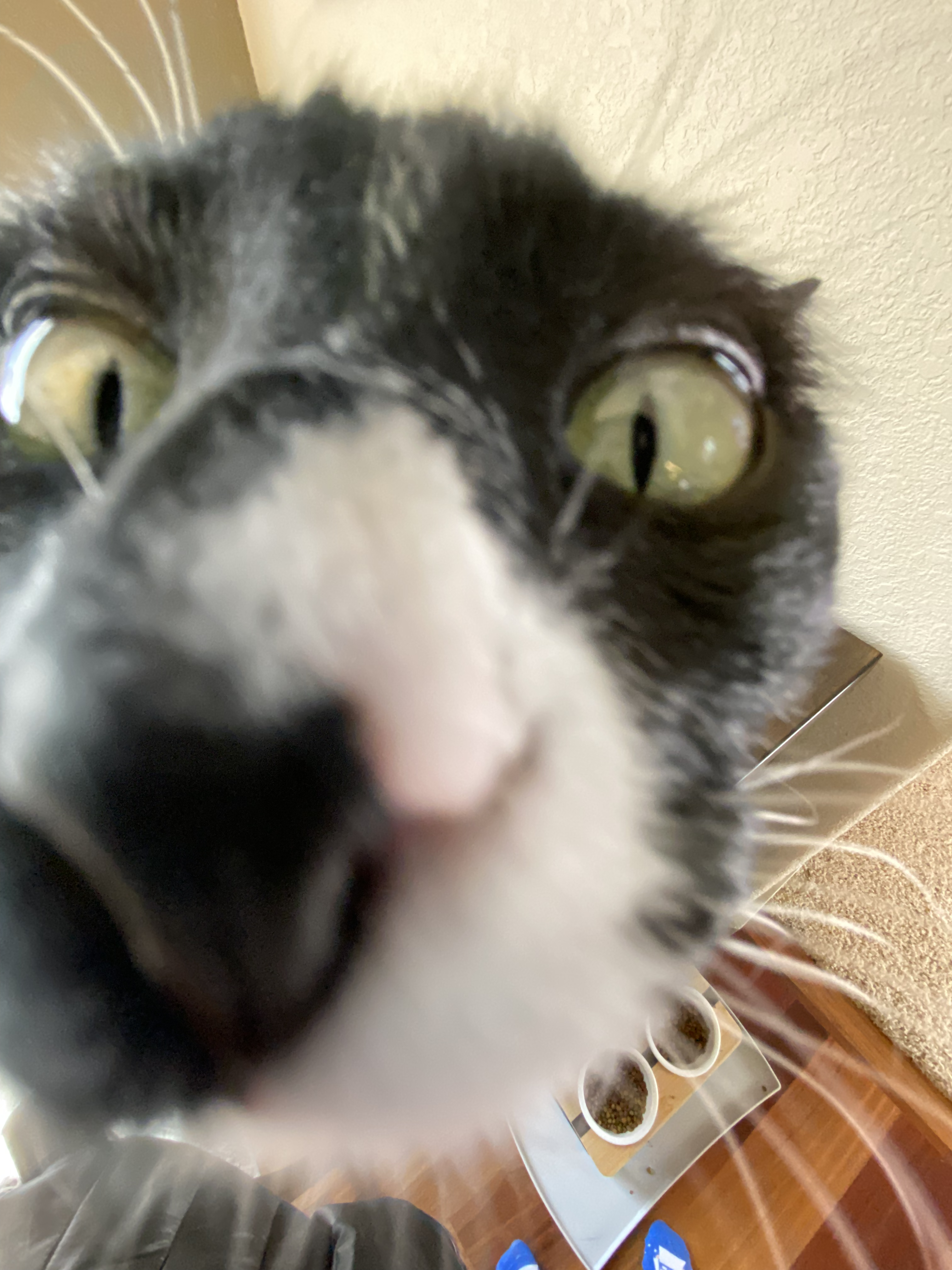 A black and white cat intensely sniffing the camera