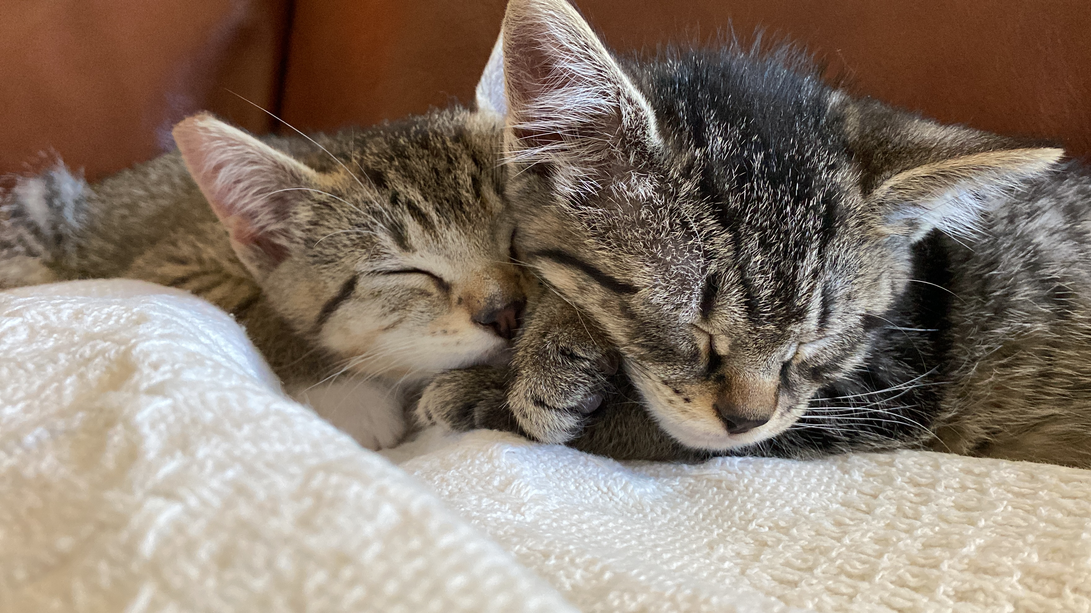 Two kittens cuddling and sleeping