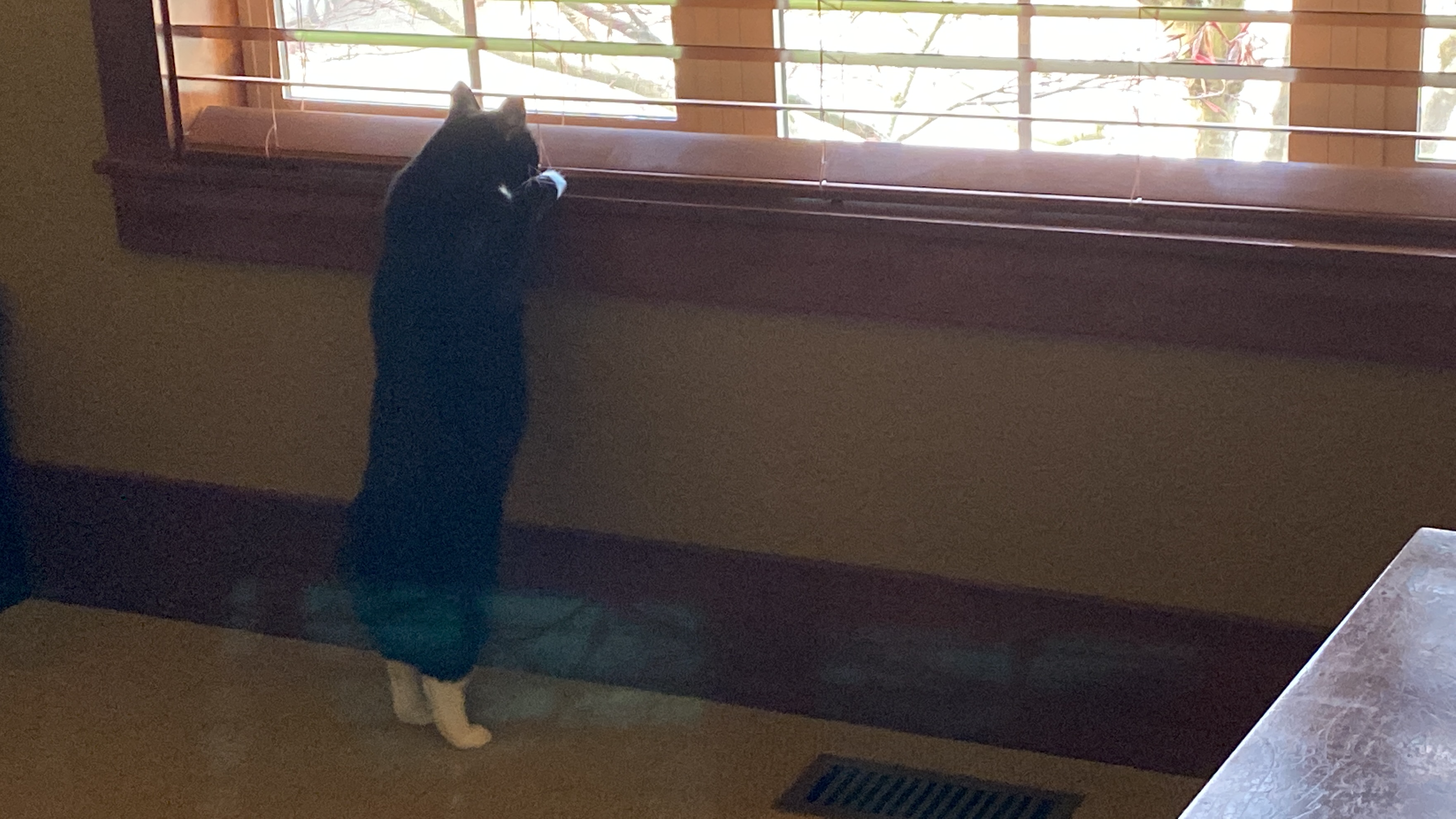 A black and white cat staring out the window