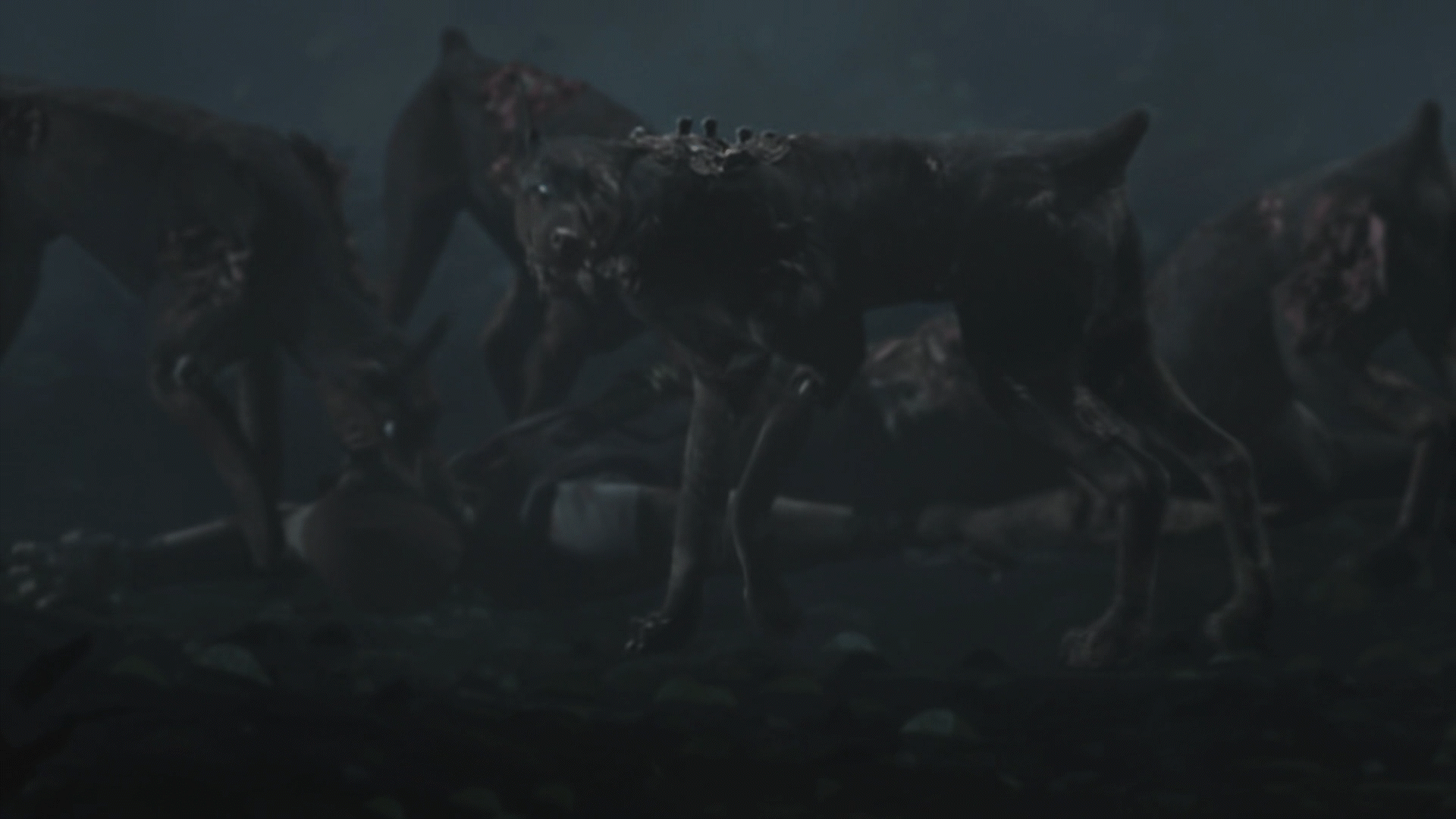 Dogs about to attack