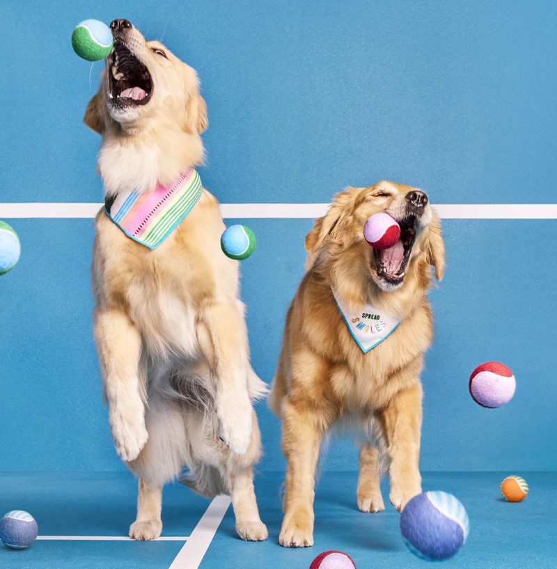 ellie and emma, therapy dogs