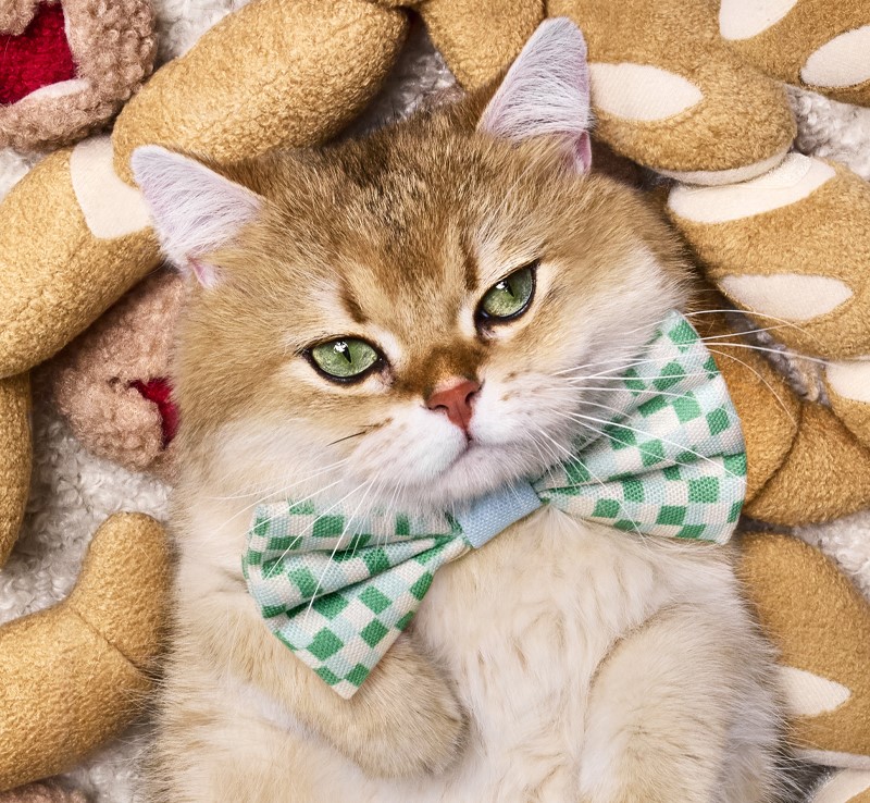maple the cat