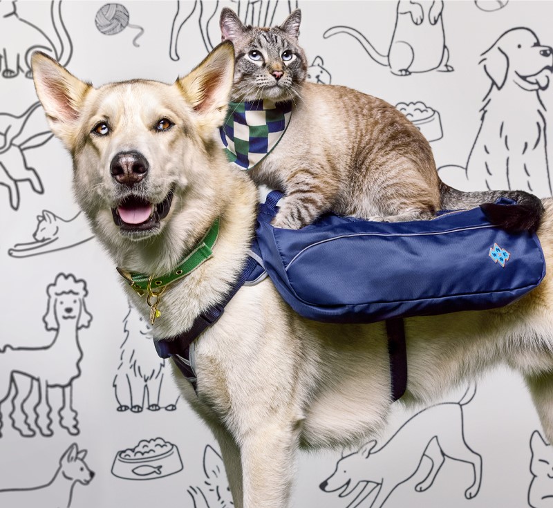 pan and ballo the cat and dog duo