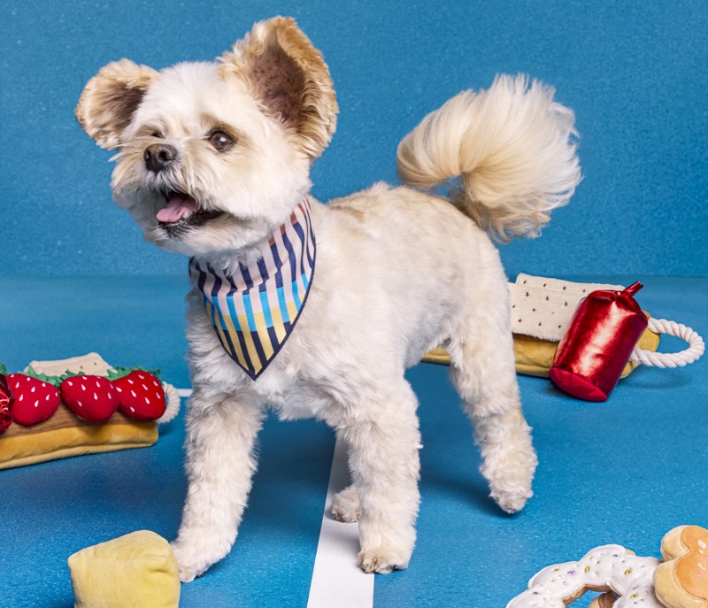 popeye the foodie puppy