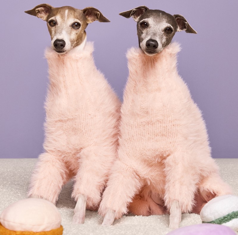 wren and ghost the fashion forward doggies