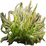 Long stem sundew plant