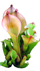 Sun pitcher plant