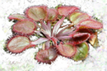 Sundew plant with round leaves
