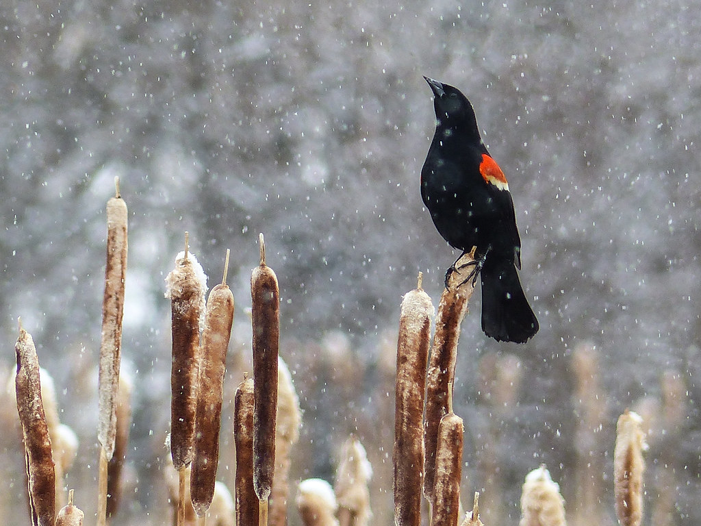 A red winged blackbird rests during snowfall.