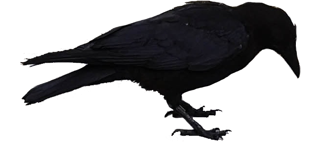 Blackbird Looking Down