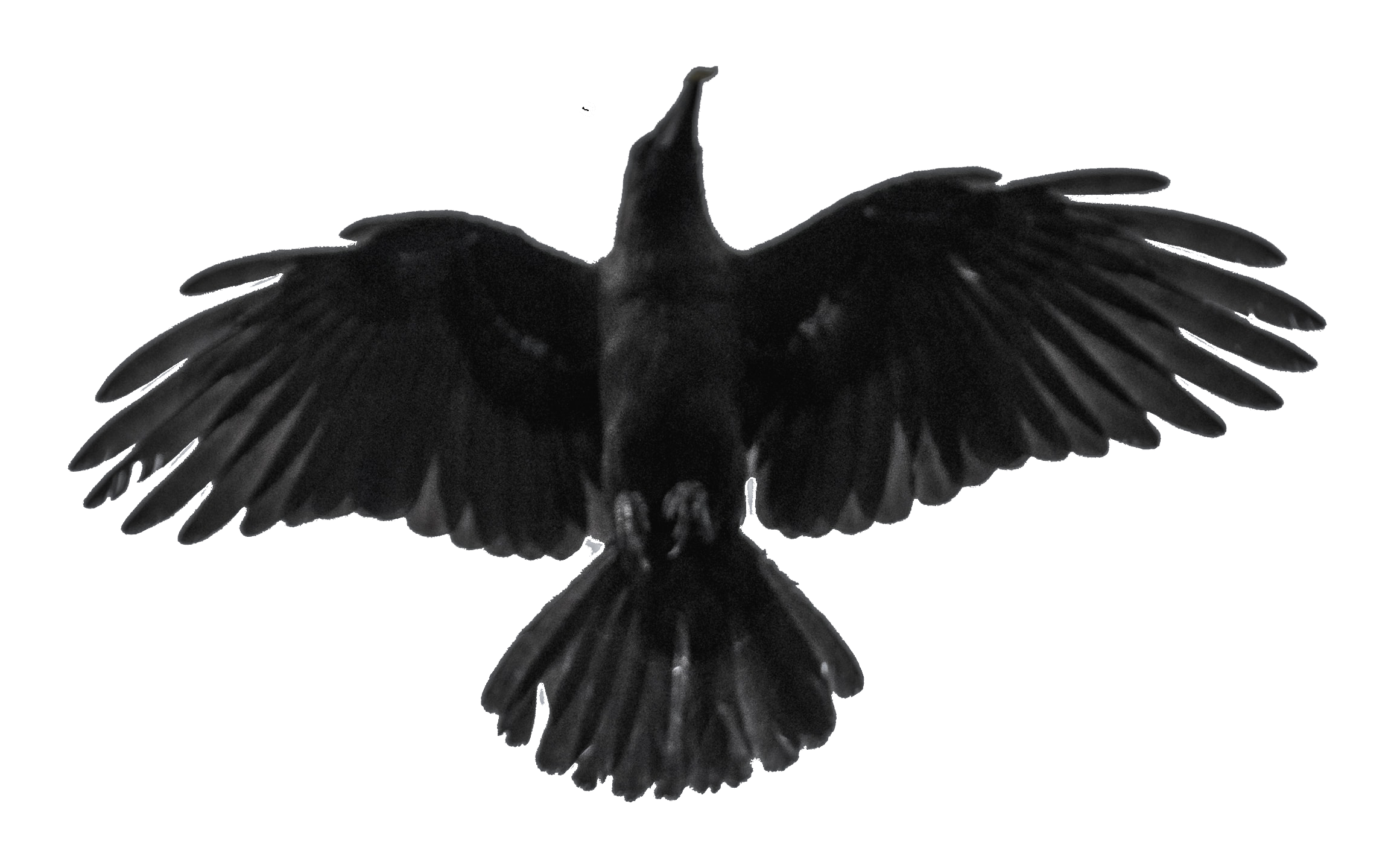 Blackbird Wingspan